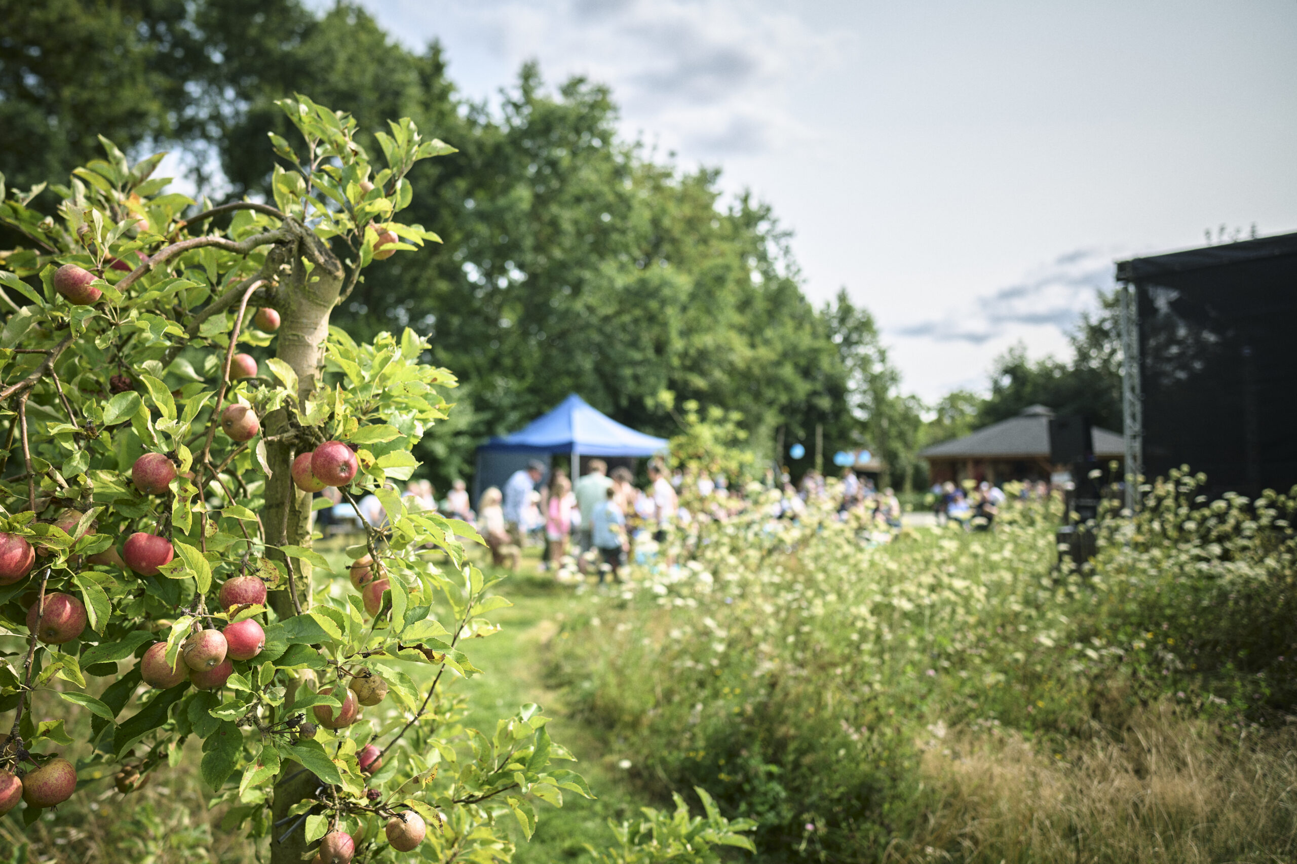Æbler og vilde blomster med festivalgæster i baggrunden